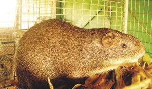 How to Start Grasscutter Farming Business (Video)