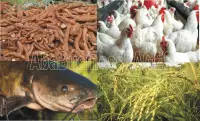 10 Lucrative Farming Businesses in Nigeria (Video)