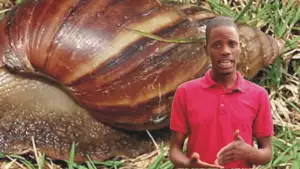 How to Start Snail Farming Business (Video)