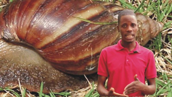 How to Start Snail Farming Business (Video)