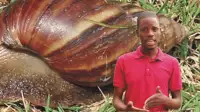How to Start Snail Farming Business (Video)